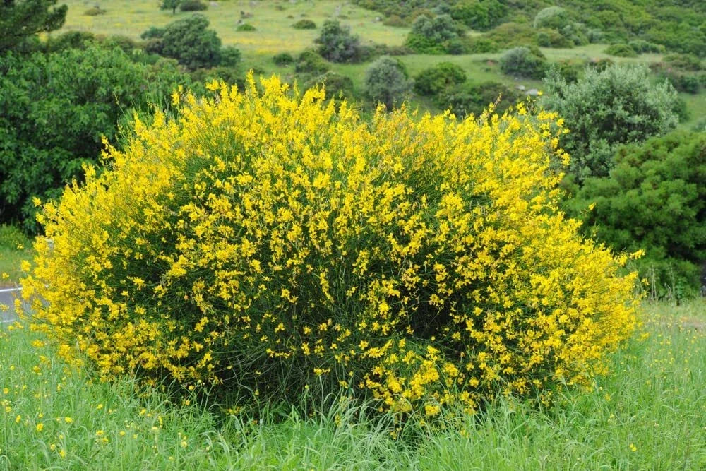 Scotch Broom Seeds 30 Pack Vibrant Yellow Blooms Cytisus scoparius for Garden Planting