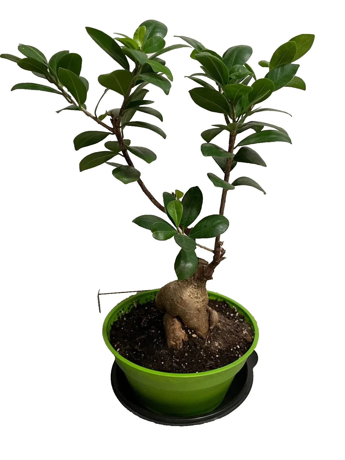 Ficus microcarpa Bonsai Tree, Chinese Banyan, Indoor Outdoor Plant, 14-Inch Healthy Malaya Ficus
