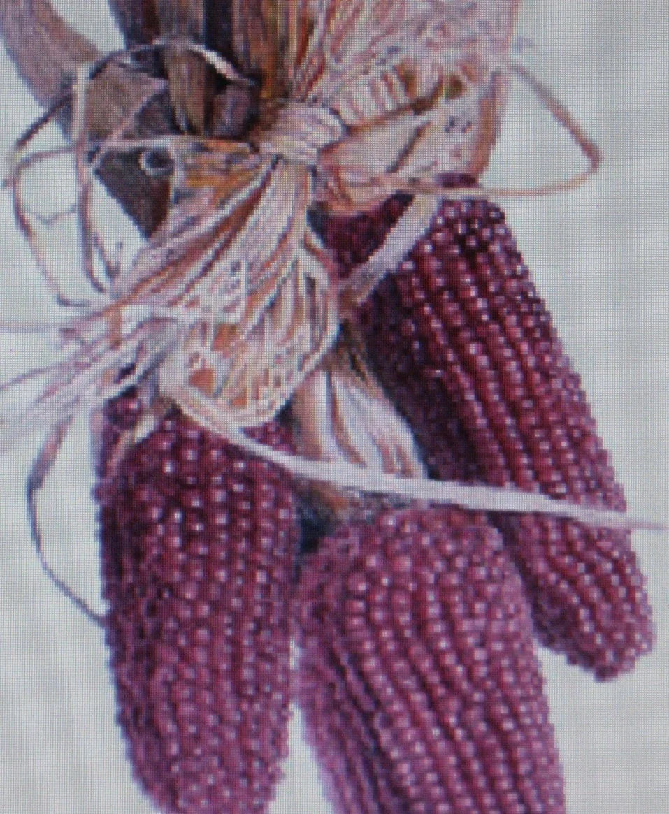Popcorn Seeds - Red Kernel Zea mays Everta - 50 Seeds