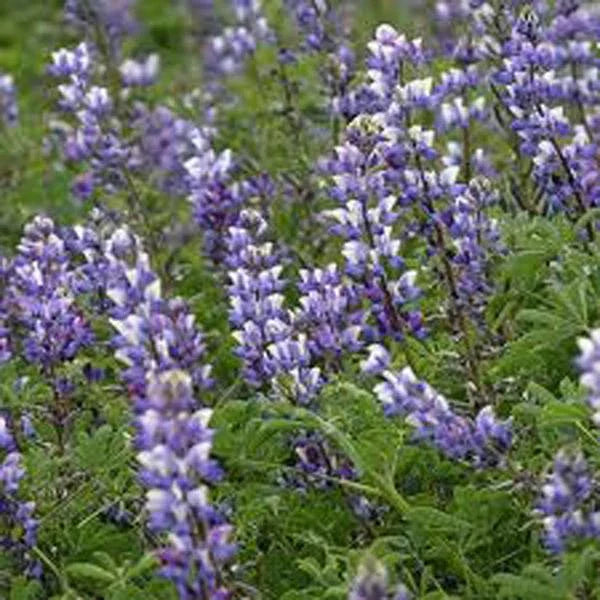 Arroyo Lupine Seeds - 500 Pack of Lupinus succulentus with Purple Flowers