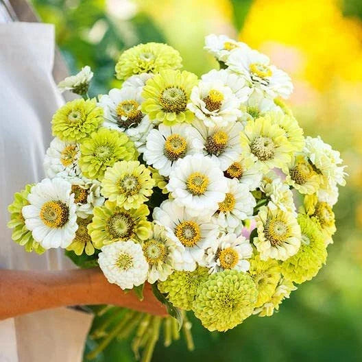 Zinnia Seeds Mix - 100 Pack Snow White & Rare Green - Easy Grow Zinnia elegans for Borders & Pollinators
