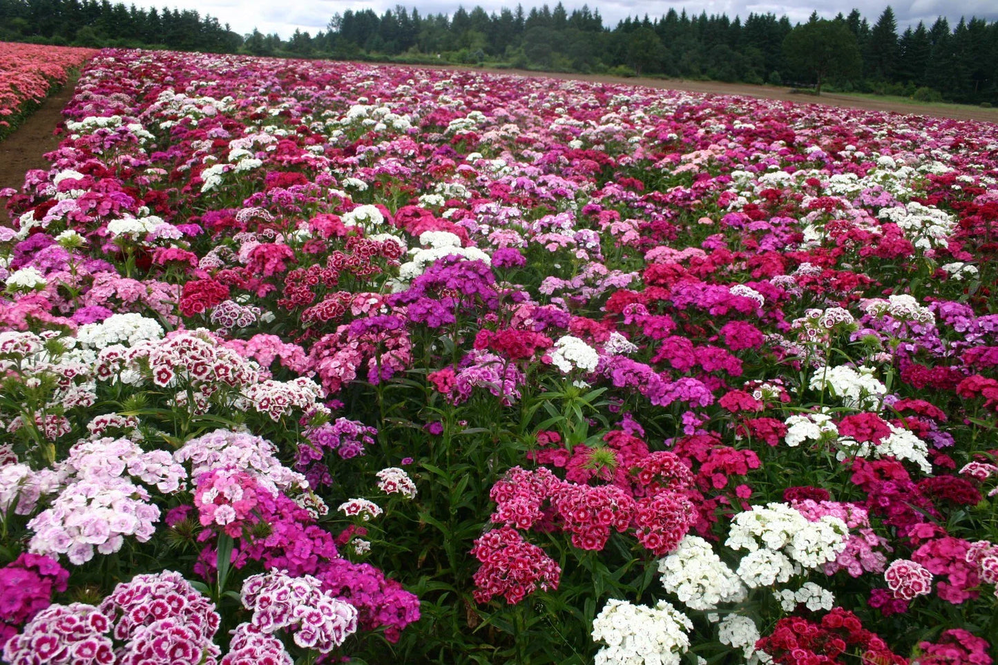 Sweet William Seeds - 500 Organic Biennial Seeds - Dianthus barbatus - USA Grown