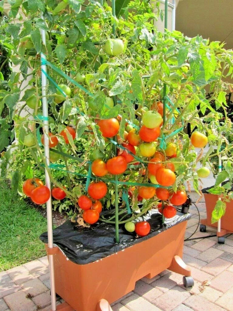 Organic Patio Bush Tomato Seeds - Compact 36" Solanum lycopersicum for Container Gardening, Juicy, High Yield
