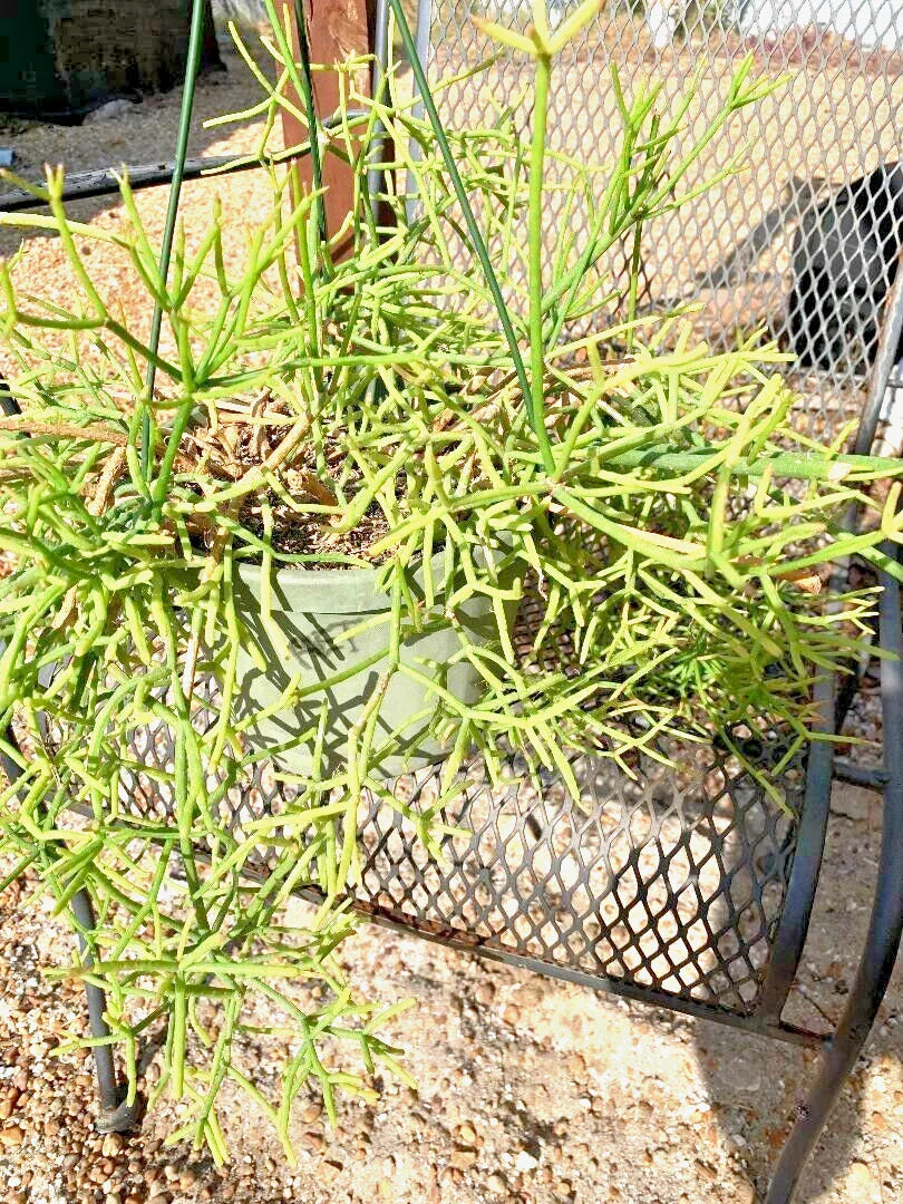 Fresh Rhipsalis heteroclada Orchid Cactus Cuttings - 11 Pack, Rare Trailing Indoor Plant for Propagation