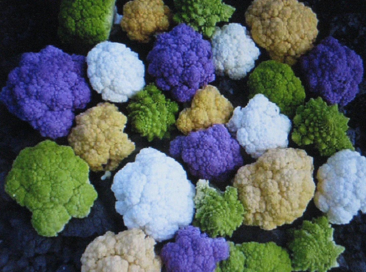 Rainbow Blend Cauliflower & Broccoli Seeds – Colorful Vegetables, Non-GMO, Brassica oleracea, 150 Seeds