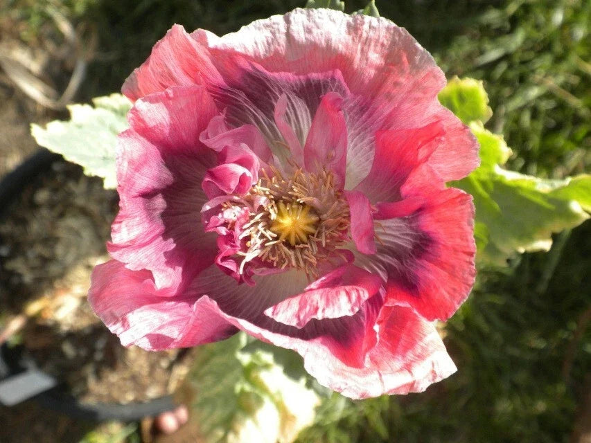 Turkish Blue Breadseed Poppy Seeds - Organic Papaver somniferum, Edible Seeds, Vibrant Blue Flowers, 500 Seeds