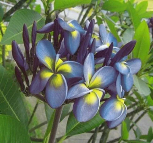 Plumeria Seeds 5 Pack Blue Yellow Flowers Perennial Frangipani US Seller