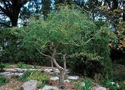 Corkscrew Willow Tree Cuttings - 20 Fast Growing Salix matsudana 'Tortuosa' for Privacy & Shade
