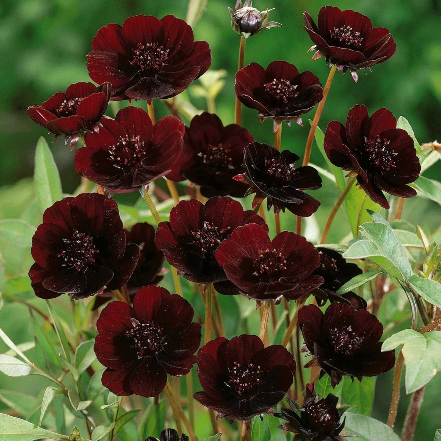 Chocolate Cosmos Seeds - 200+ Pack for Garden Planting - Dark Brown Fragrant Flowers - Cosmos atrosanguineus