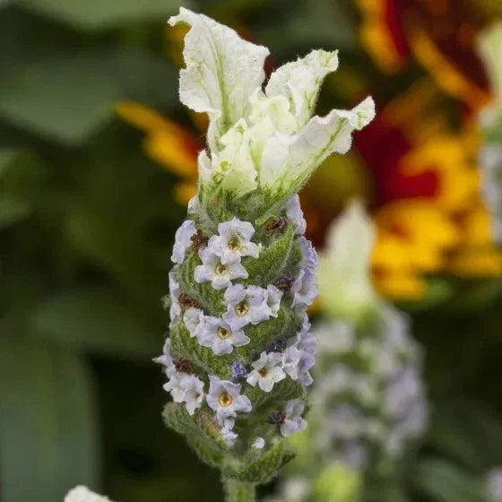Lavandula Javelin Forte White Live Plants - 30 Count Aromatic Lavender for Gardens & Landscaping