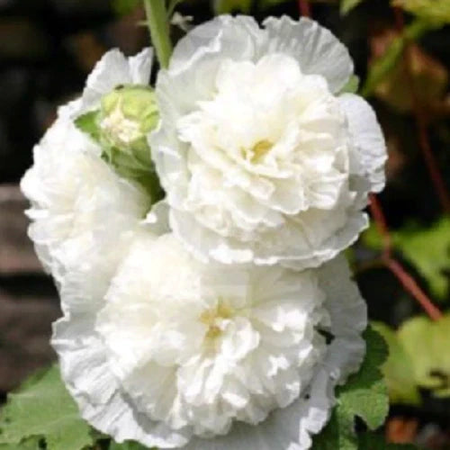 Double White Hollyhock Seeds - 25 Premium Perennial Alcea rosea Seeds for Garden Blooms