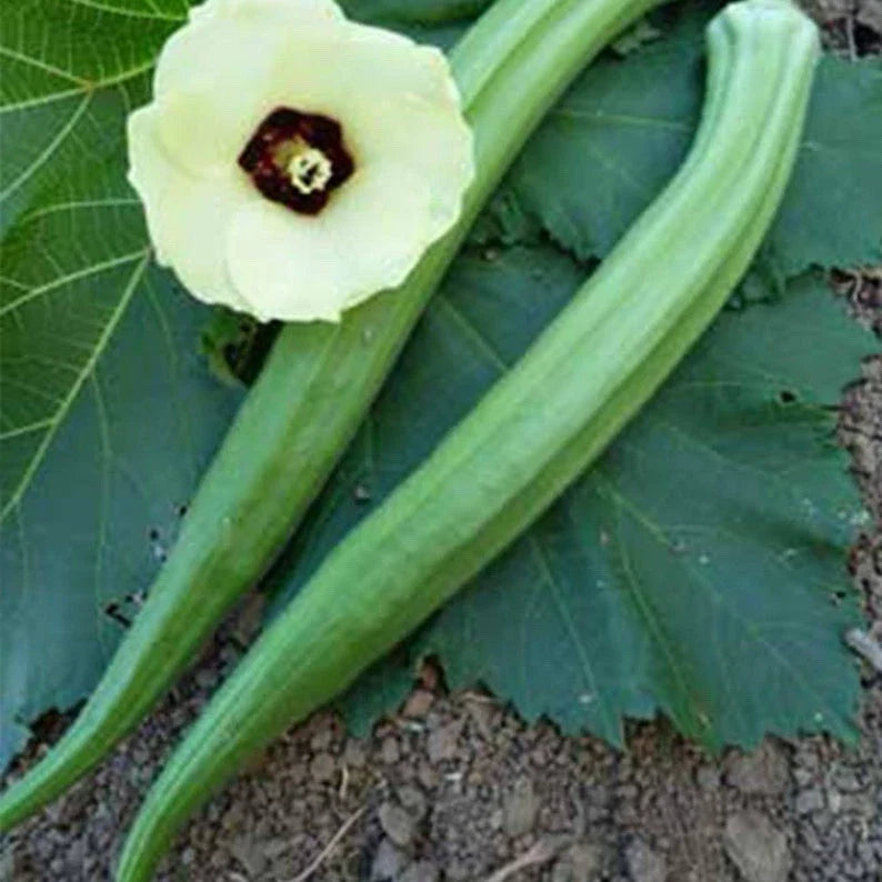 Perkins Long Green Pod Okra Seeds – Heirloom Organic Abelmoschus esculentus, 50+ Seeds for Garden, Container & Traditional Planting