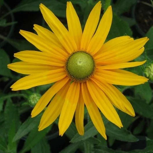 Black Eyed Susan Green Eyes Seeds - 200 Non-GMO Rudbeckia Seeds for Garden