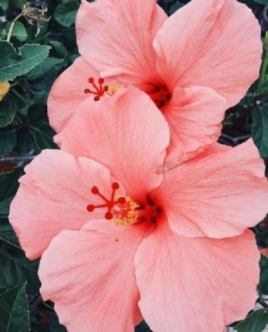 Salmon Pink Hibiscus Seeds - 20 Perennial Hibiscus rosa-sinensis Seeds