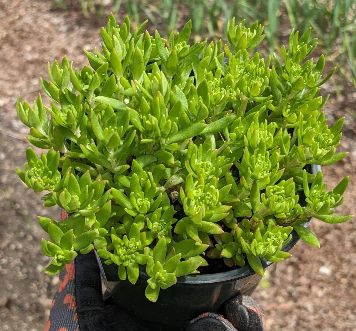 Angelina Sedum Plant - Drought Tolerant Sedum rupestre Bare Root Live Plant