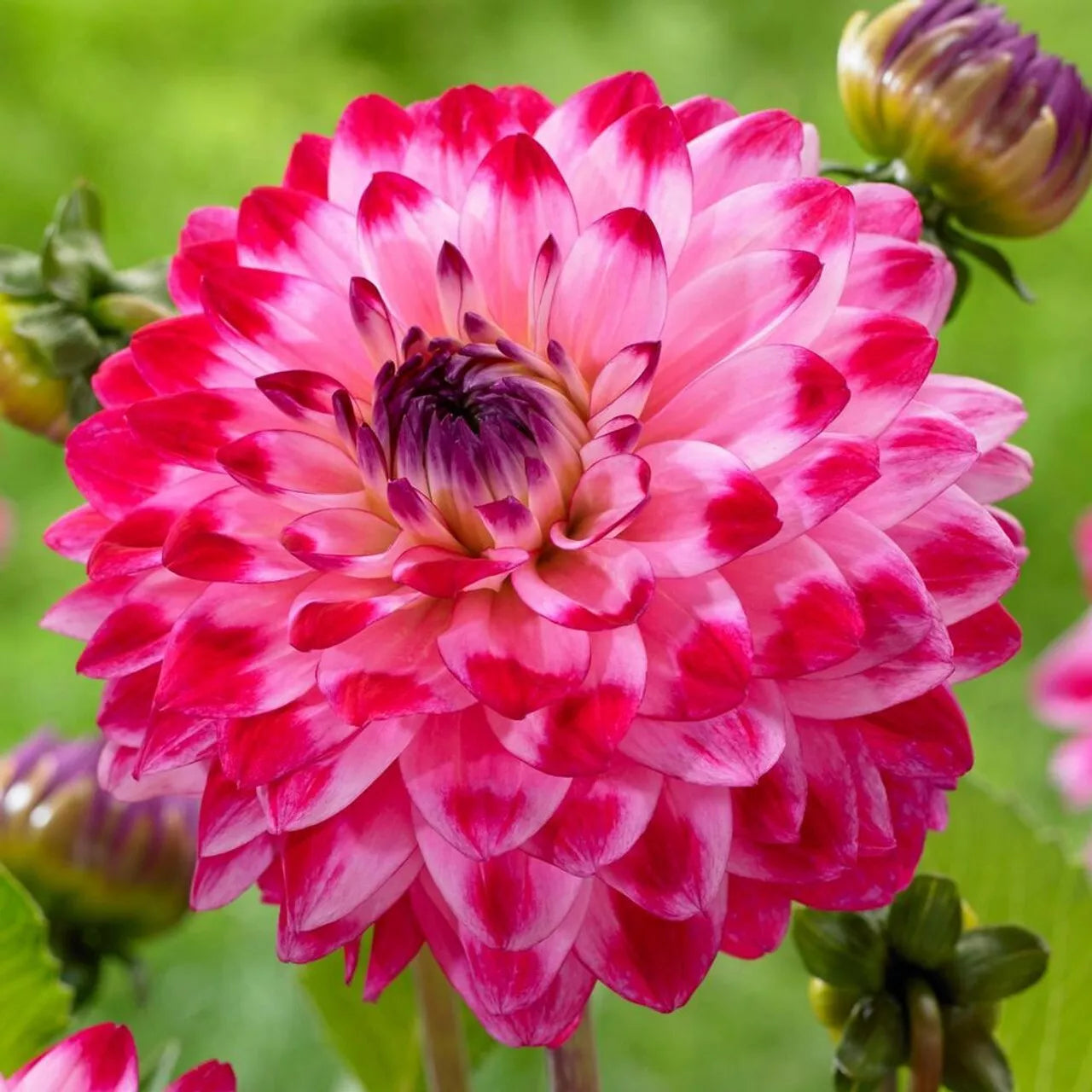 Dahlia Flower Seeds - 25 Count Seniors Dream Perennial Garden Seeds - Dahlia pinnata for Bright Summer Blooms