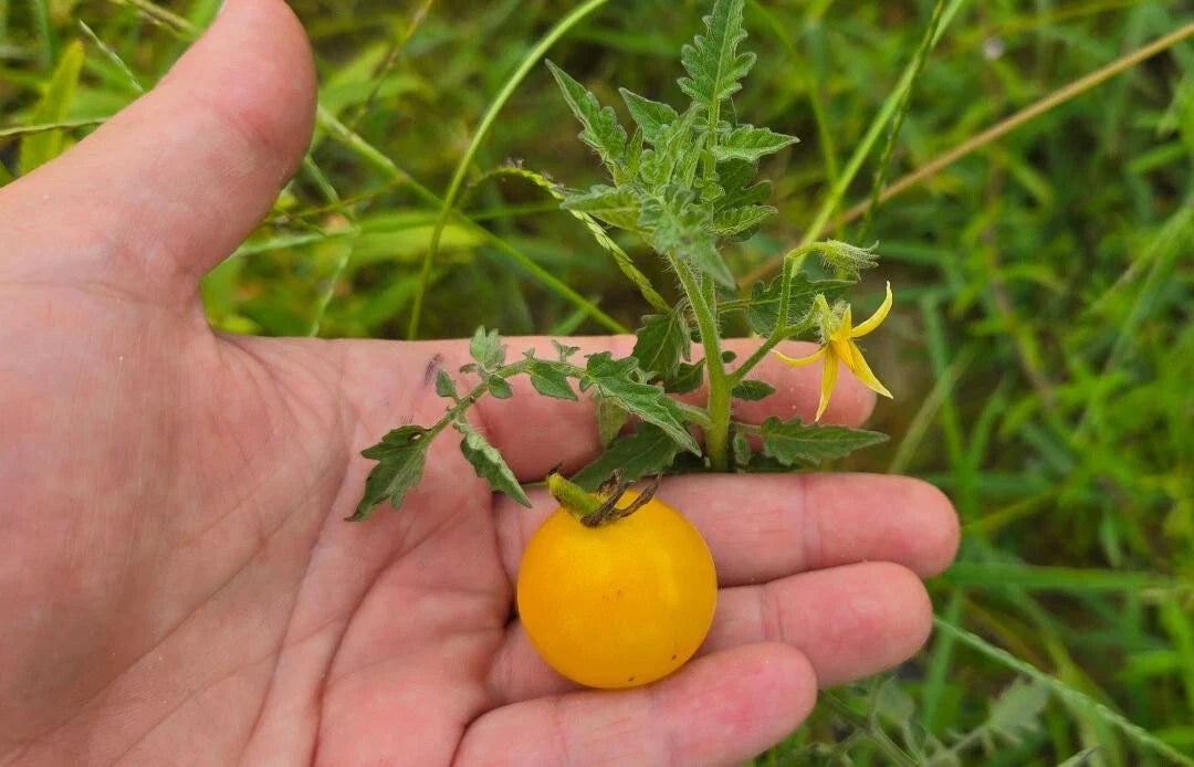 White Cherry Tomato Seeds - 15 Pack, Yellow Grape Variety, Solanum lycopersicum, Non-GMO, Easy to Grow, Container & Garden Planting