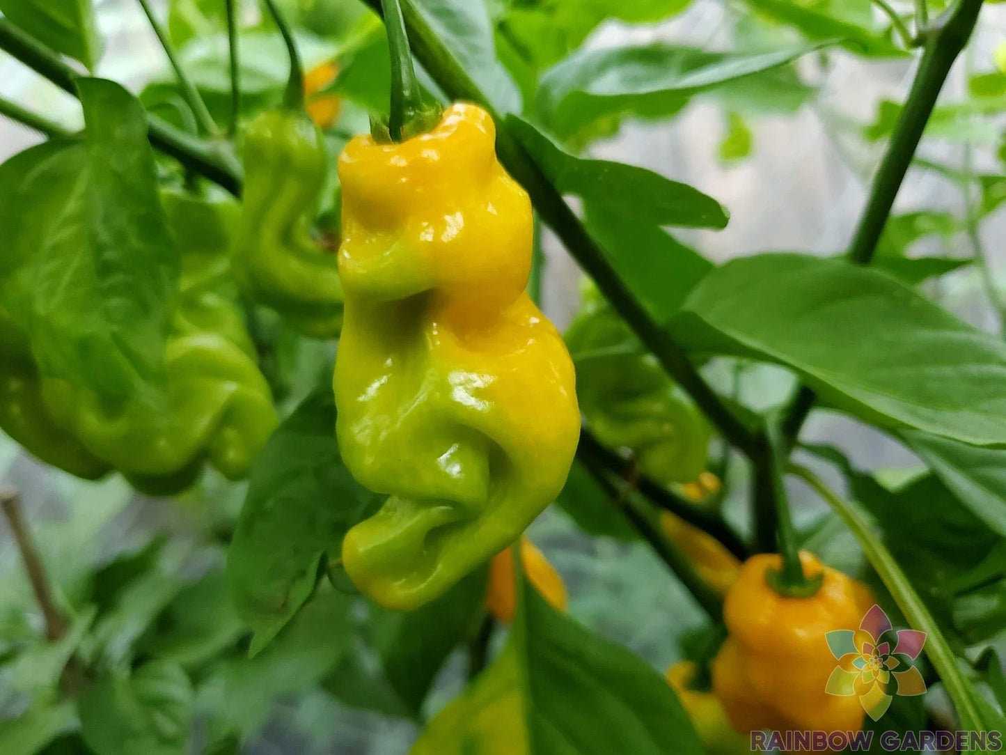 Madame Jeanette Hot Pepper Seeds – Capsicum chinense – Spicy Fruit for Garden, Pots & Containers, USA Grown, 25+ Seeds