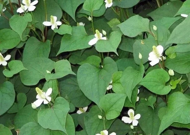 Fish Mint Plants - 10 Bare Roots - Houttuynia Cordata Chameleon Plant Ground Cover for Garden & Culinary Use
