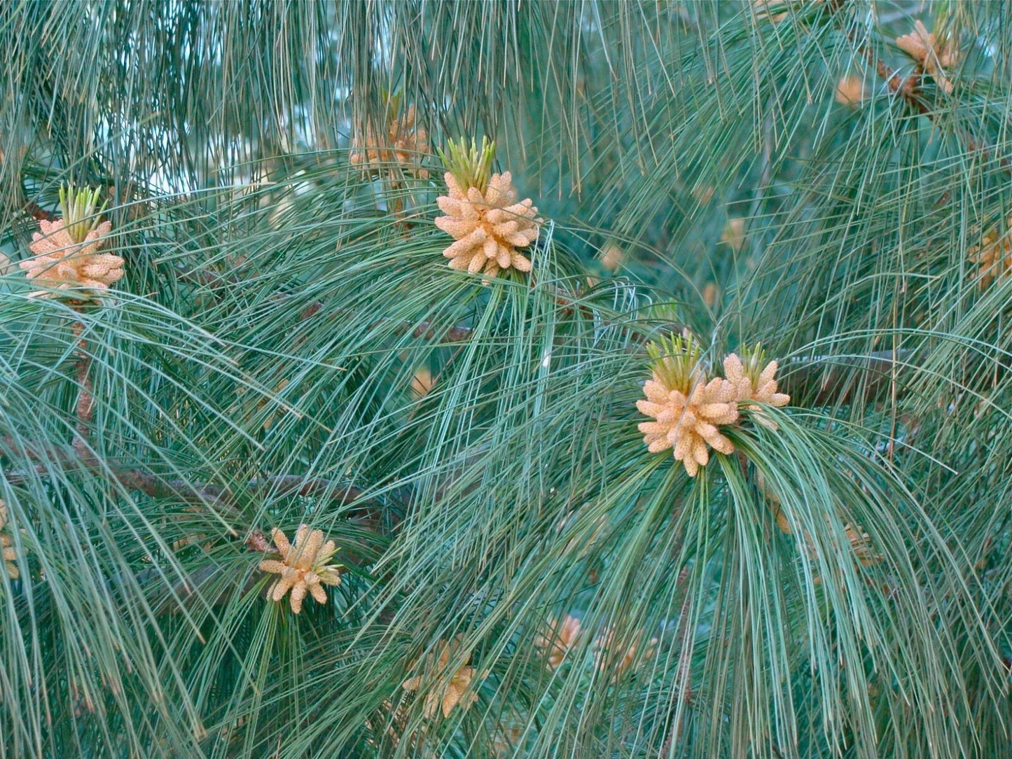 Himalayan White Pine Seeds, 20 Pack, Pinus wallichiana, Evergreen Drought-Resistant Tree for Gardening