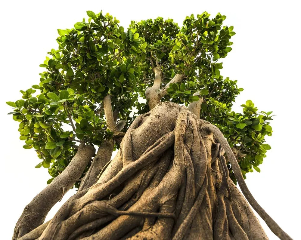 Indian Banyan Bonsai Tree Seeds - Ficus benghalensis - 20 Seeds for Gardening & Indoor Planting