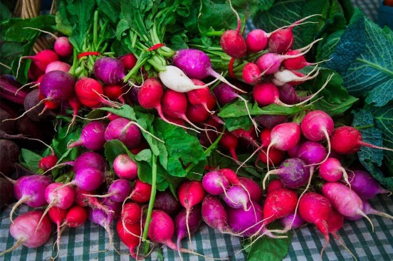 Easter Egg Radish Seeds - 500+ Non-GMO Heirloom Raphanus sativus for Spring & Fall Garden Planting, Fast Germination, USA Grown