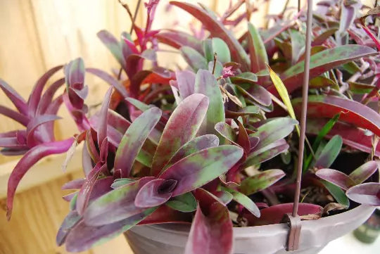 Setcreasea Cutting - Tradescantia Pallida 'Tampicana' Uncommon Wandering Jew Indoor Plant