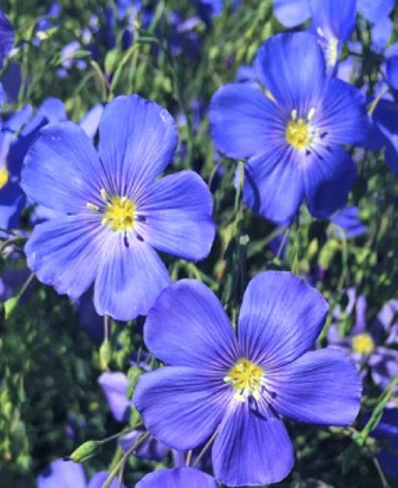 Blue Flax Seeds - Pack of 100+ Linum perenne for Planting, Vibrant Blue Flowers, Perennial Herb, Easy to Grow