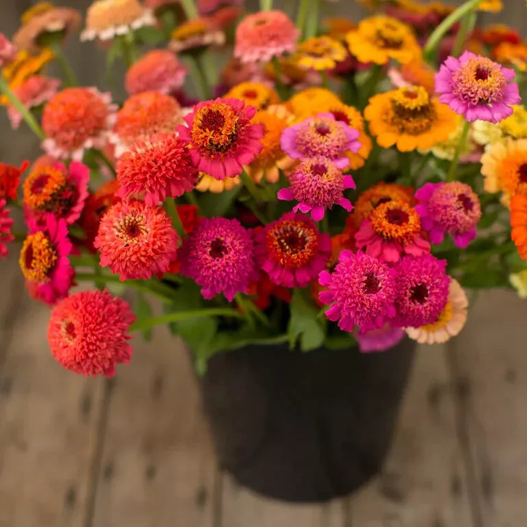 Candy Mix Zinnia Seeds - 100+ Colorful Garden Flowers for Borders & Containers - Zinnia elegans Seed Packet