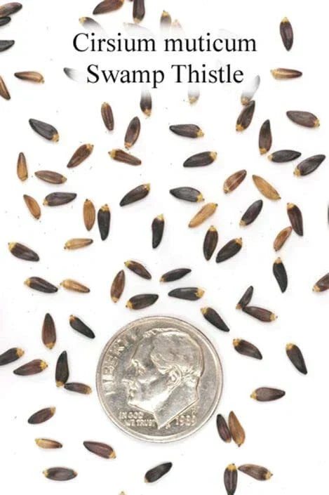 Swamp Thistle Seeds - 100 Count Native Cirsium muticum for Wetland Gardens