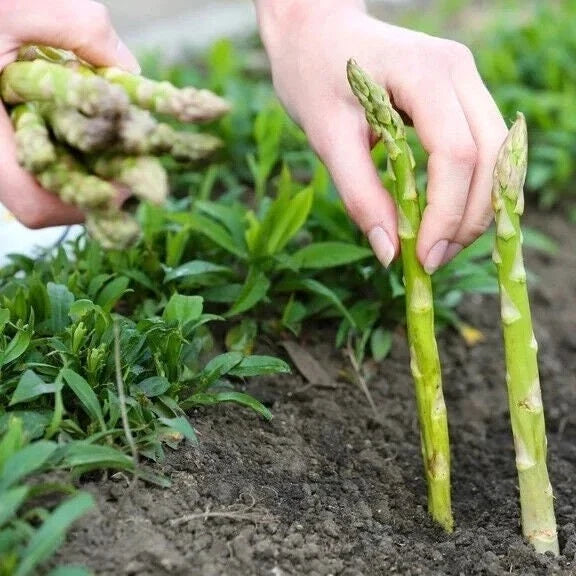Asparagus Seeds - Mary Washington Heirloom Non-GMO Packets for Home Garden, Asparagus officinalis