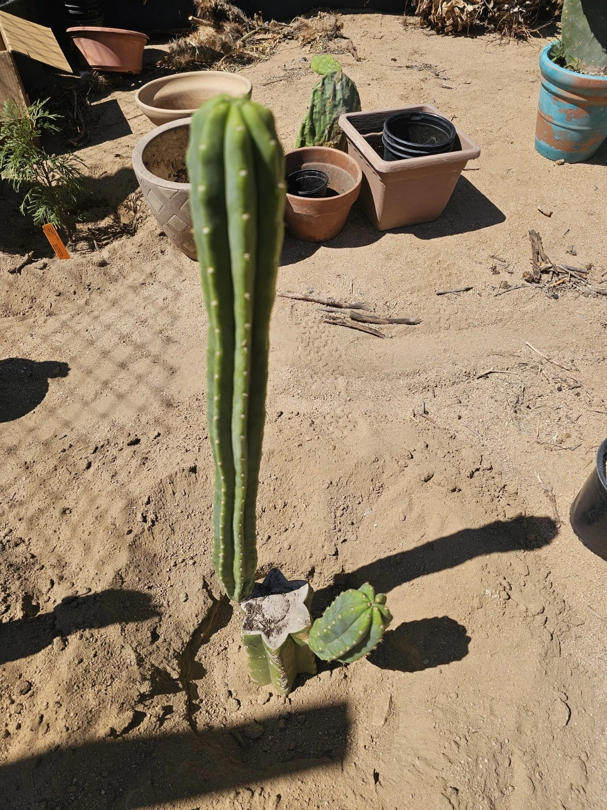 Green Columnar Cactus 8" Branch, Euphorbia ingens, Succulent Plant for Indoor & Outdoor Decor