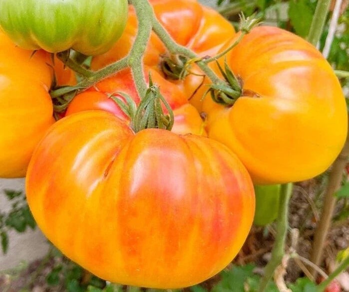 Pineapple Tomato Seeds, Beefsteak, Indeterminate, Solanum lycopersicum, 100+ Non-GMO Vegetable Seeds
