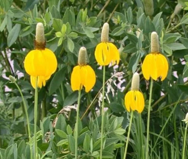Long Headed Coneflower Seeds (100 Seeds) - Easy to Grow Rudbeckia laciniata