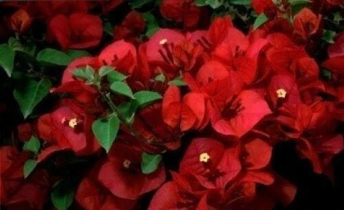Bougainvillea Starter Plant - San Diego Red - Small Well-Rooted Climbing Vine - Bougainvillea spp.