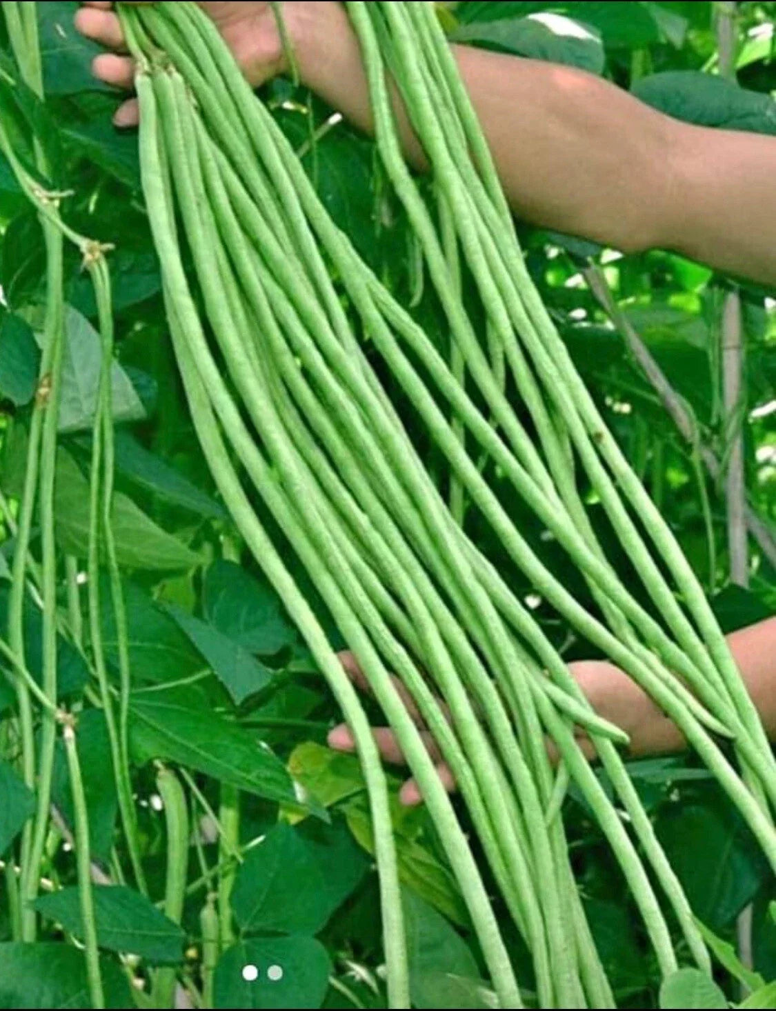Green Yard Long Bean Seeds - Non-GMO Asian String Beans, Sitaw, Vigna unguiculata, Climbing Vine, 15 Seeds