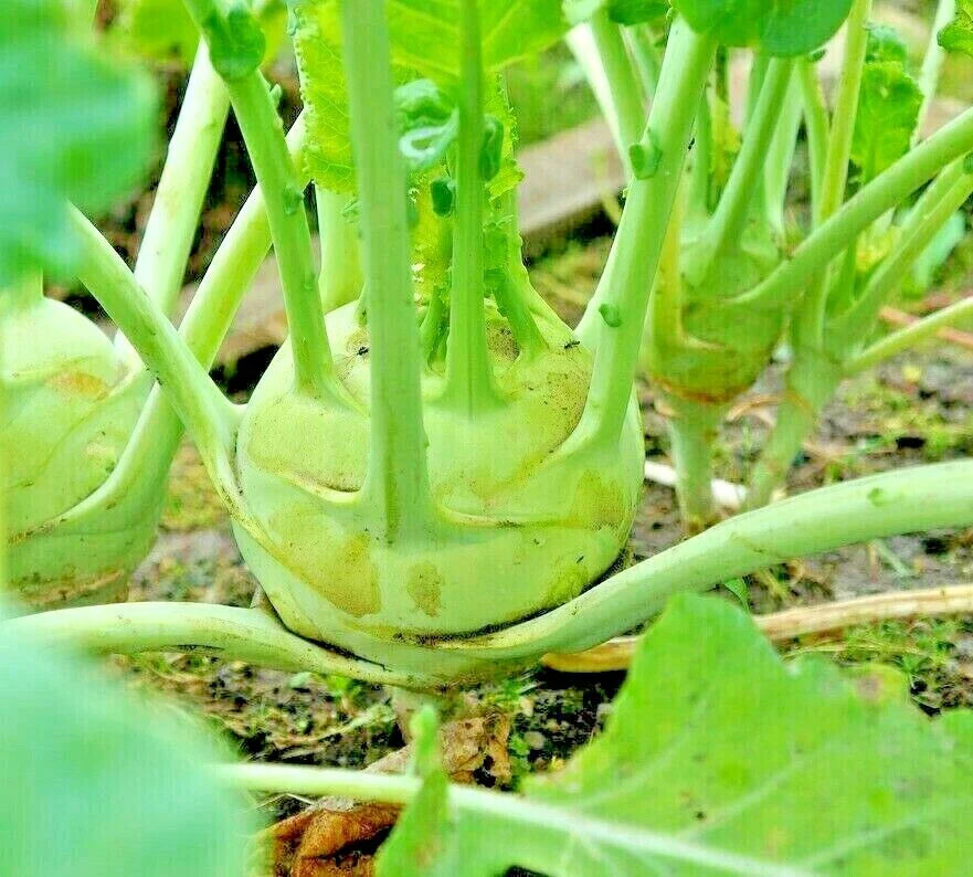 Giant Kohlrabi Seeds - 1000 Non-GMO Heirloom Brassica oleracea Seeds for Microgreens & Salads