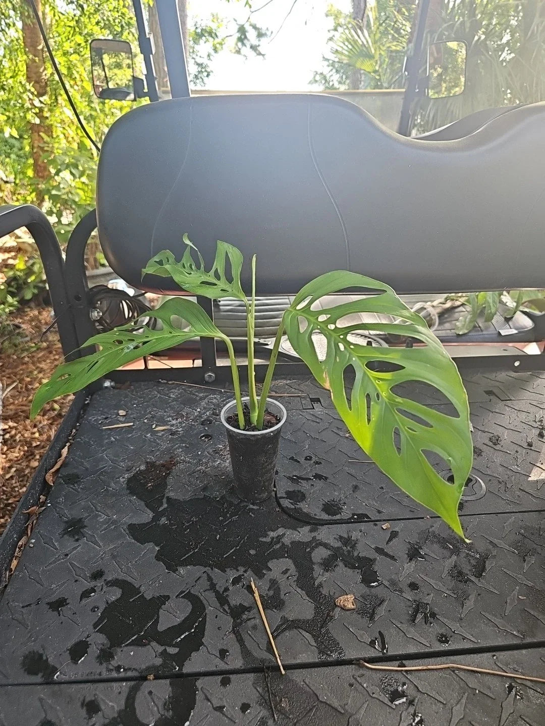 Monstera Adansonii Live Plant - Rooted Top Cutting in 3" Pot - Narrow Leaf Tropical Houseplant