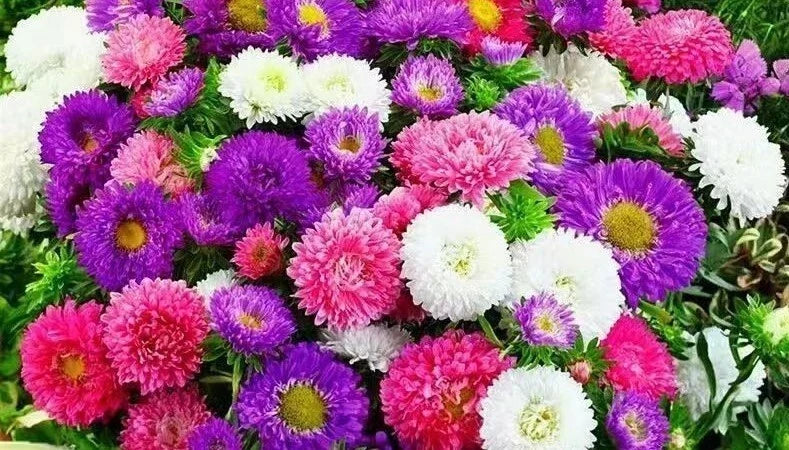 China Aster Seeds Mix - 500+ Callistephus chinensis Cut Flower Seeds for Garden & Floral Arrangements