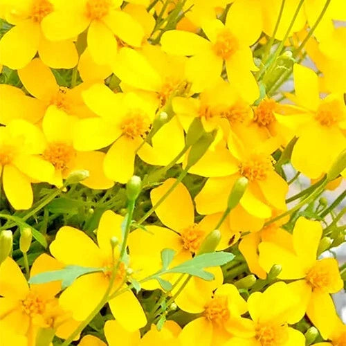 Mexican Tarragon Seeds | Heirloom Non-GMO | Tagetes lucida Herb | Culinary & Aromatic Plant Seeds