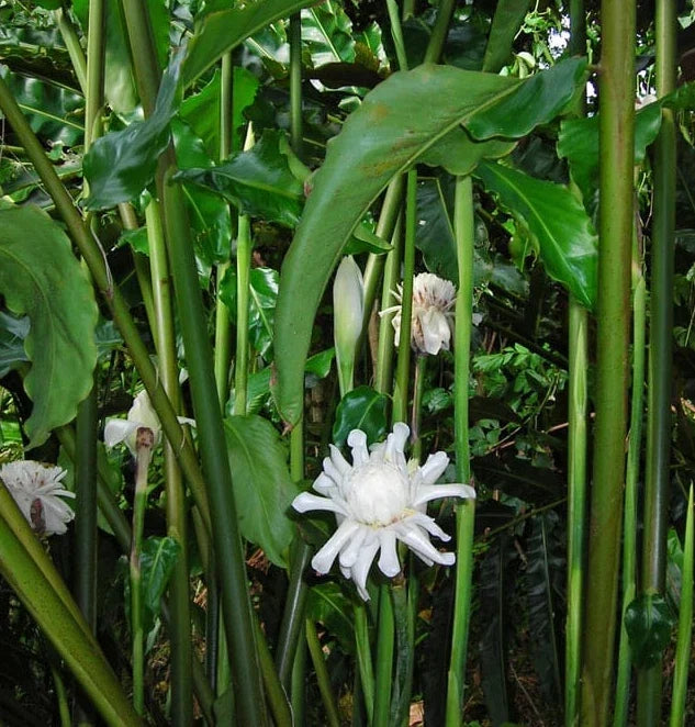 White Torch Ginger Plants 2 Pack with Rhizomes - Etlingera Elatior Ginger Lily for Tropical Gardens