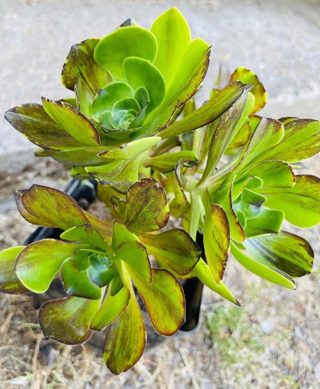 Rare Aeonium 'Voodoo Brushed' 4" Variegated Succulent Cutting