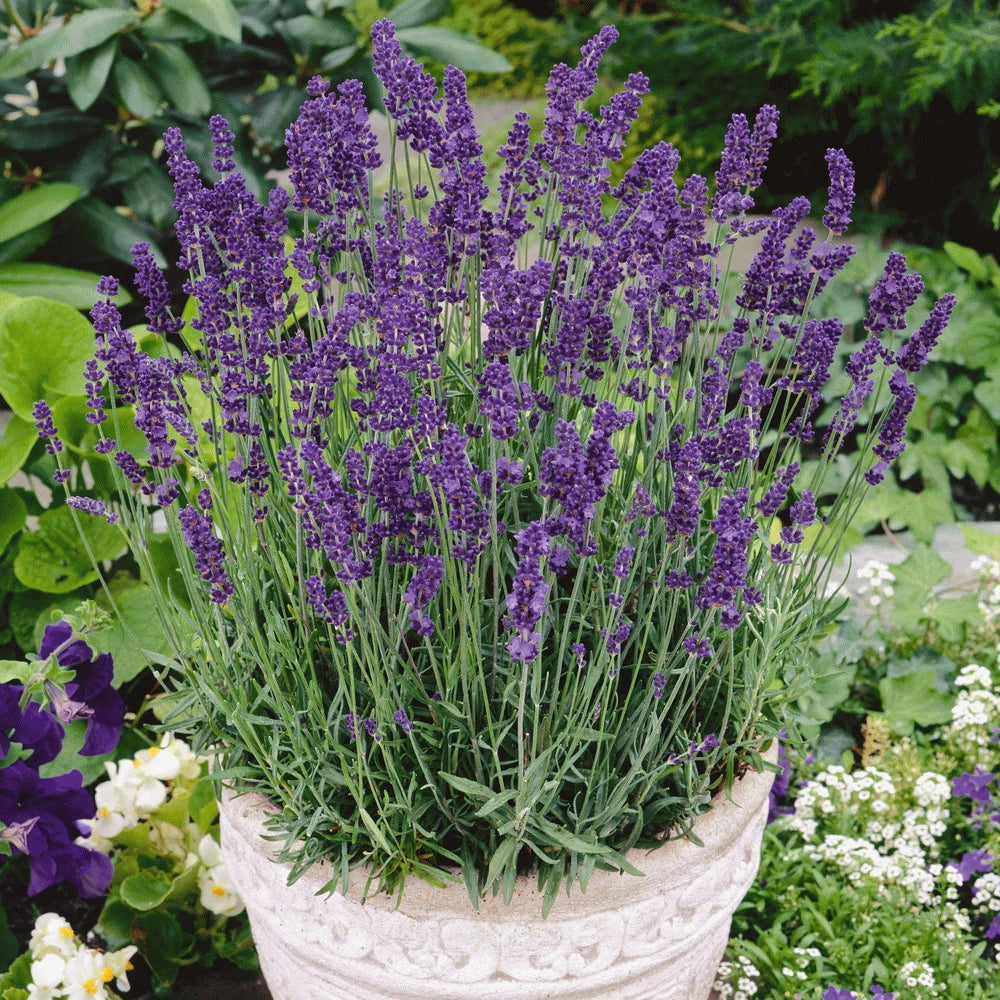 Vera Lavender Seeds 500+ | Lavandula angustifolia Perennial Flower Seeds | USA Free Shipping