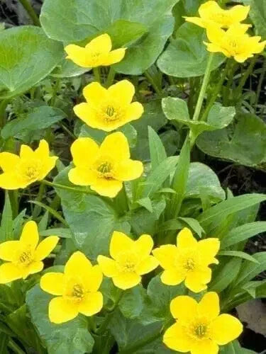 Yellow Swamp Marigold Seeds - 100 Count Bidens Aristosa Mutica Flower Seeds for Wetland Gardens
