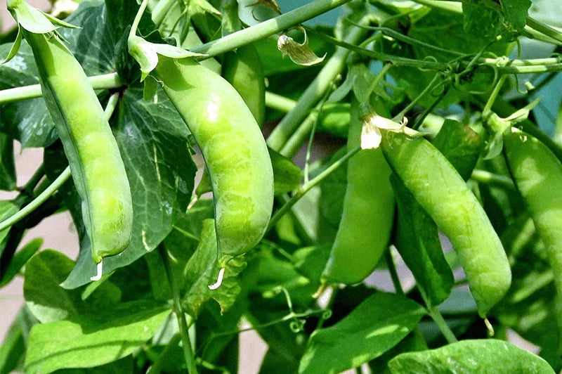 Sugar Snap Pea Seeds - Heirloom Non-GMO, Climbing Vines, Pisum sativum, Organic, Pack of 50 Seeds