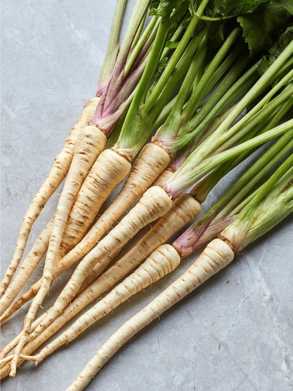 Hollow Crown Parsnip Seeds – Organic Heirloom Non-GMO Pastinaca sativa – 200+ Premium Seeds for Home Gardening