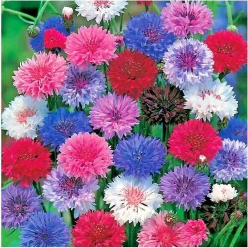 Bachelor Button Polka Dot Mix Seeds - 200 Organic Centaurea cyanus Seeds - USA Grown