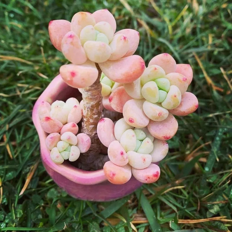 Sedum Seeds 100 Count Tiscalatengo Gorge Succulent for Gardening Sedum spp.