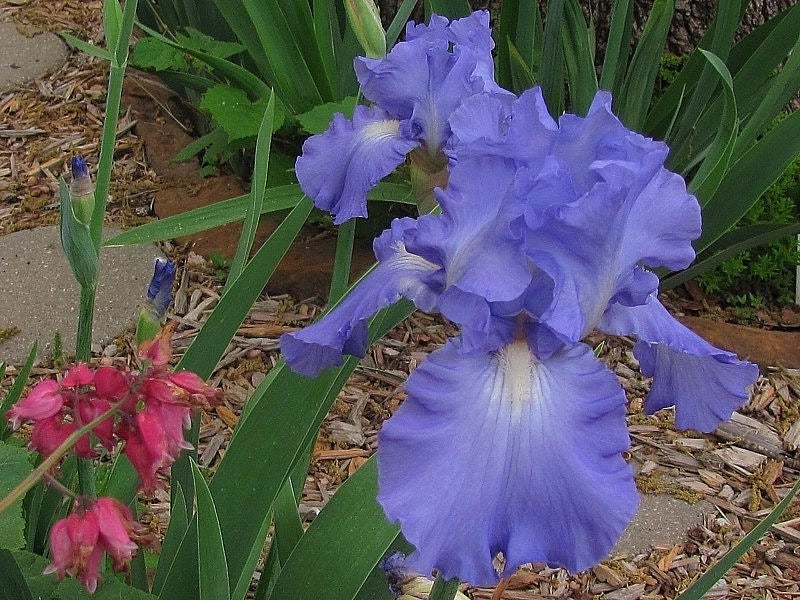 Tall Bearded Iris Victoria Falls - Large Blue & White Blooms, Dykes Medal Winner, Iris germanica