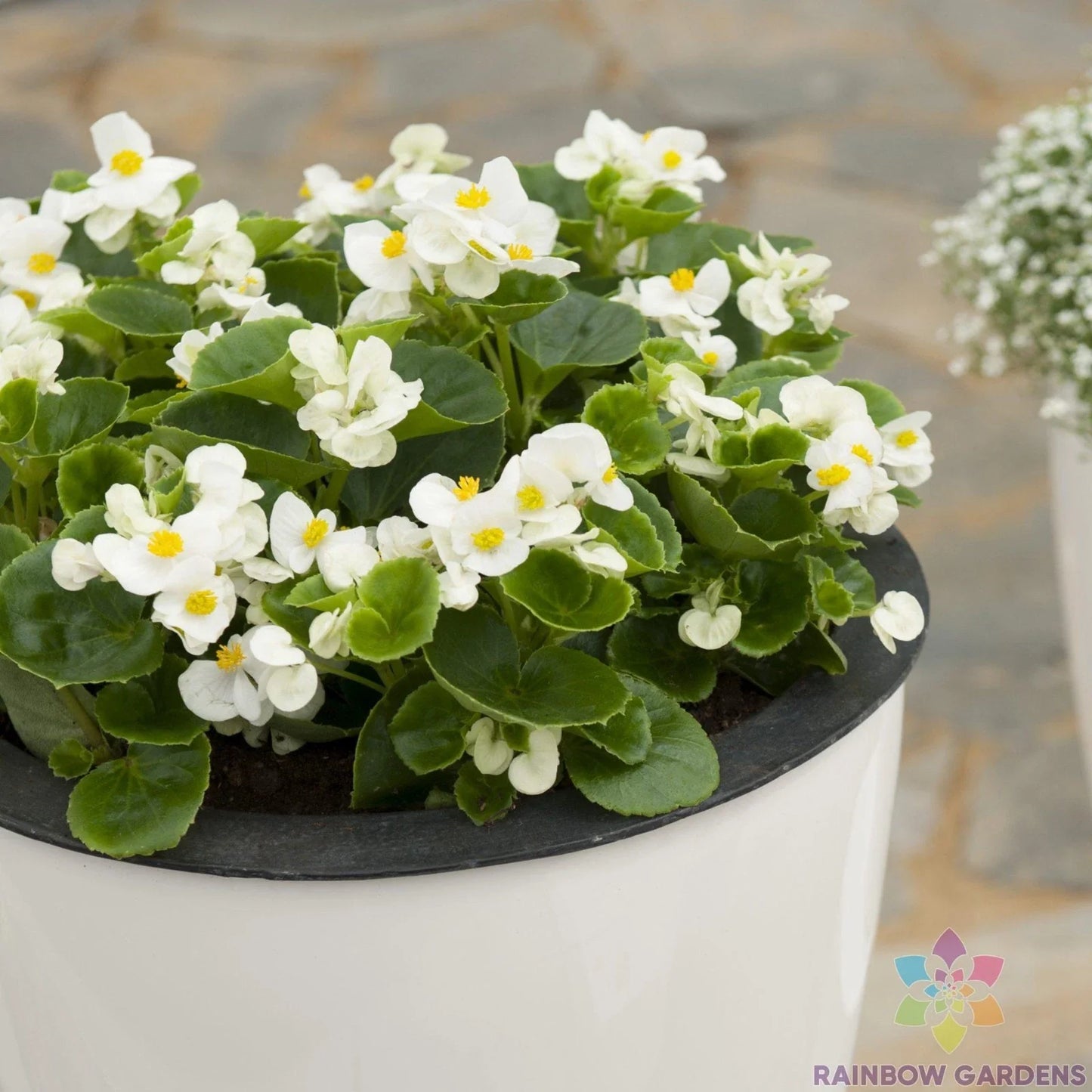 Ambassador White Begonia Seeds - 25+ Packets for Garden Planting - Begonia x semperflorens - White Flowers